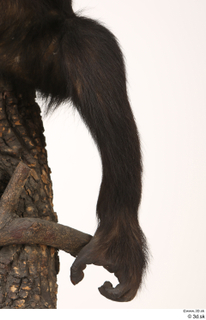  Chimpanzee Bonobo leg 0004.jpg